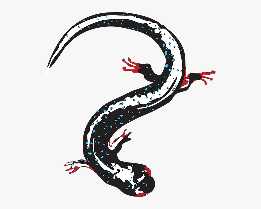 Salamander Png, Transparent Png, Free Download