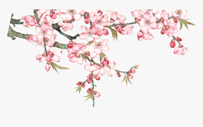 Peach Tree Png, Transparent Png, Free Download