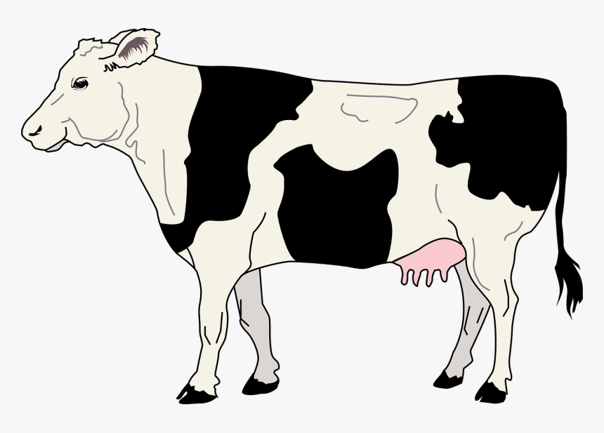 Gambar Sapi Hitam Putih, HD Png Download, Free Download