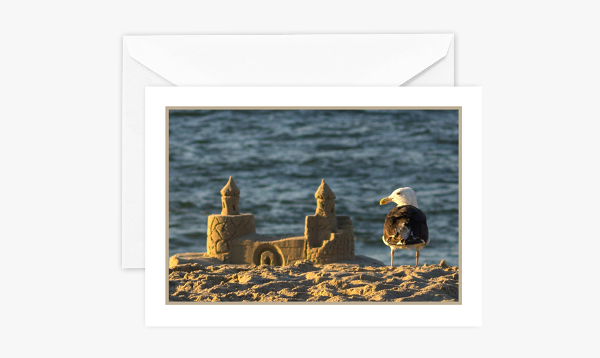 Seagull-1 - Picture Frame, HD Png Download, Free Download