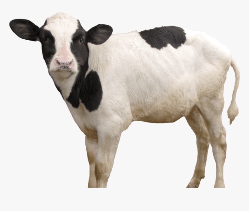 Cow Png, Transparent Png, Free Download