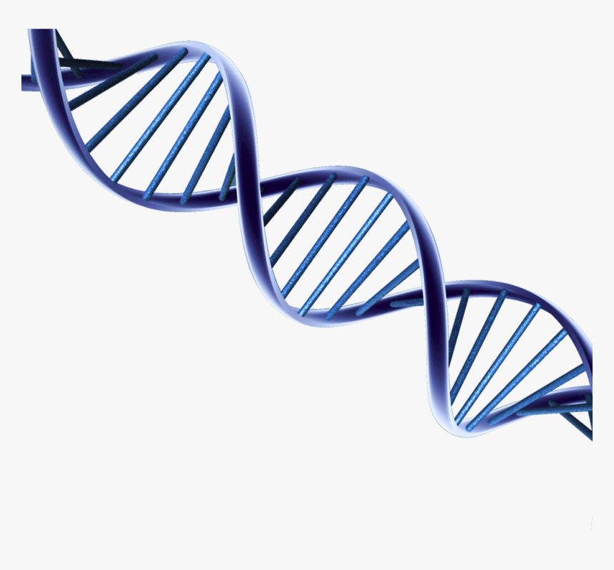 Dna Png, Transparent Png, Free Download