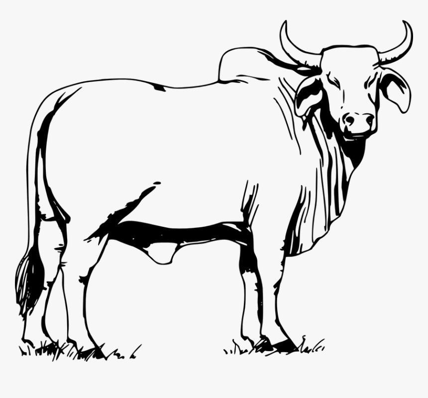 Cow And Bull Png - Bull Clipart Black And White, Transparent Png, Free Download