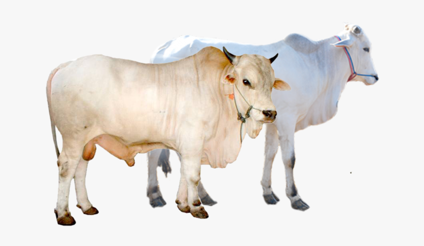 Cattle Vector Sapi Qurban - Qurbani Cow, HD Png Download, Free Download