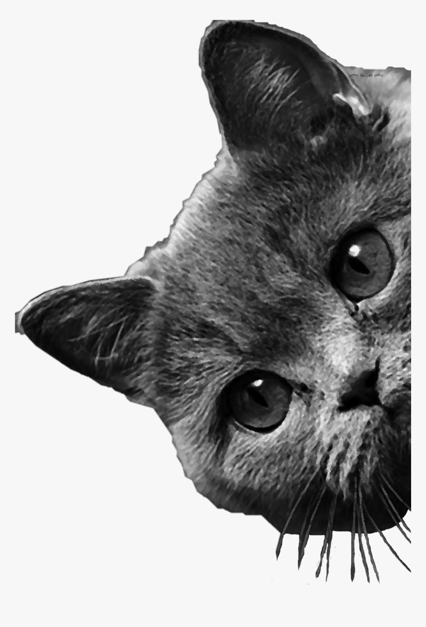 #cat #peeking #peekingcat #freetoedit - Cat Peeking Transparent Png, Png Download, Free Download