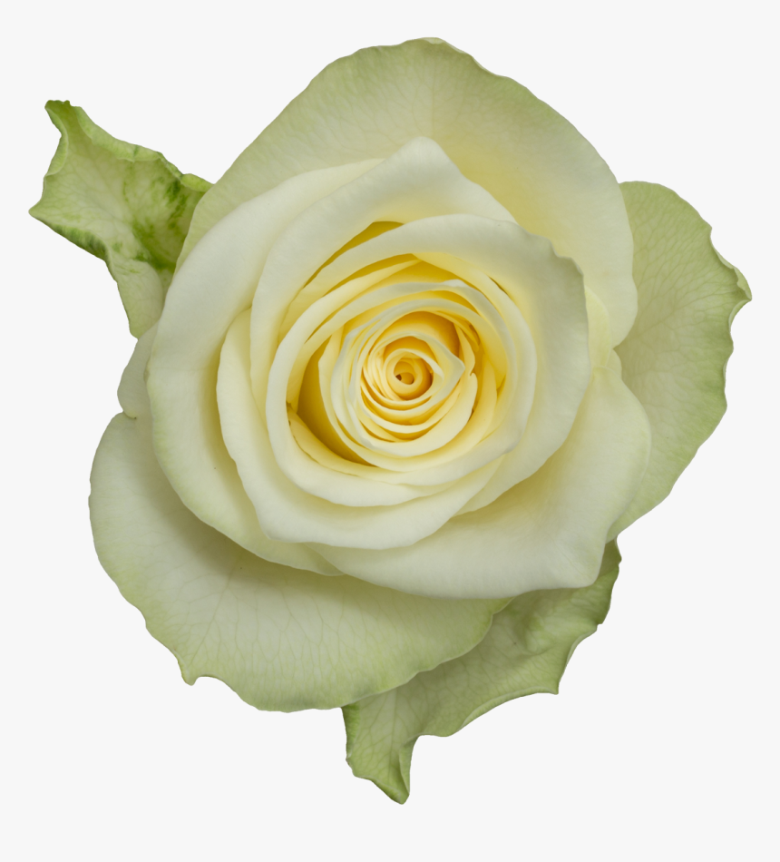 Athena-a - Floribunda, HD Png Download, Free Download