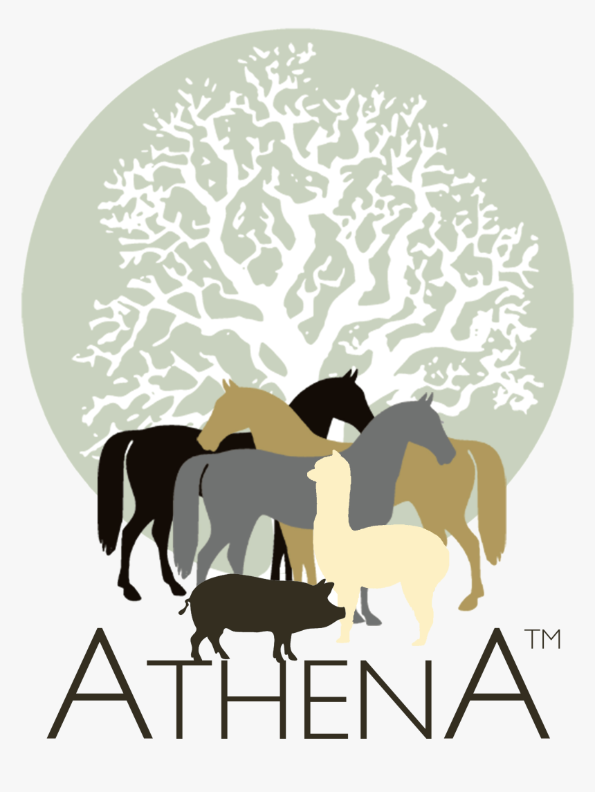 Tanoak Tree Drawing, HD Png Download, Free Download