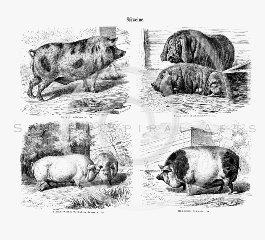 Transparent Farm Animals Png - Vintage Pics Of Pigs, Png Download, Free Download