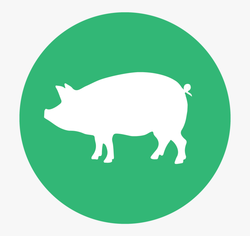 Illustrations Pigs - Domestic Pig, HD Png Download, Free Download