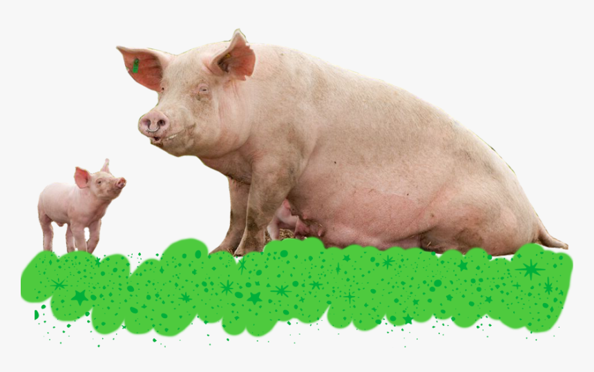 Domestic Pig, HD Png Download, Free Download