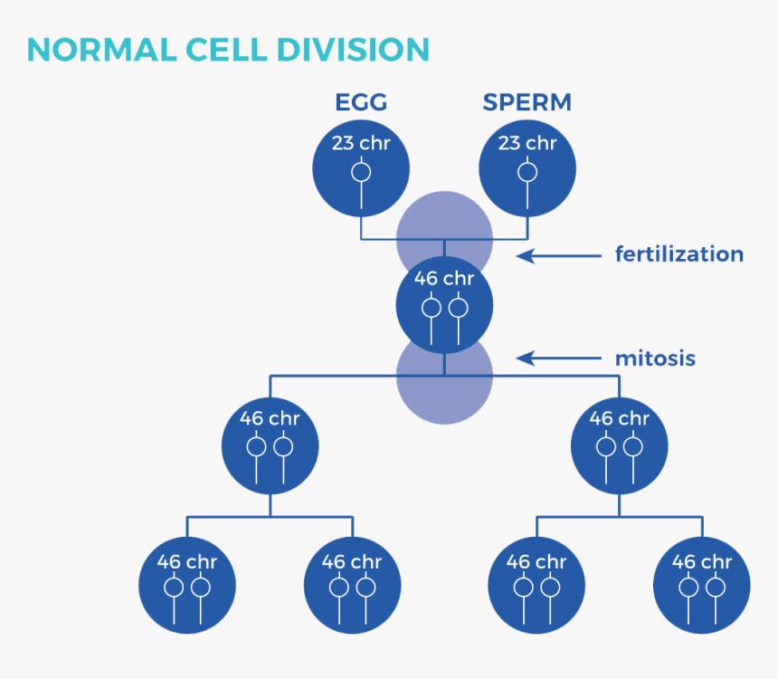 Graphic Showing The Process Of Normal Cell Division - Trisomy 21 Nondisjunction Down Syndrome, HD Png Download, Free Download