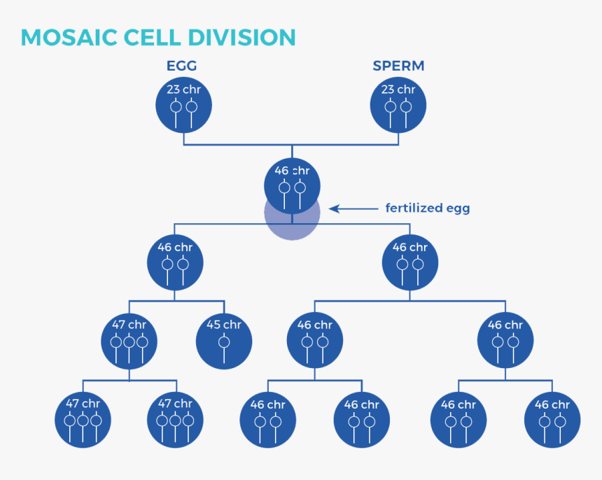 Graph Showing Mosaic Cell Division - Torrevento Wine Castel Del Monte, HD Png Download, Free Download