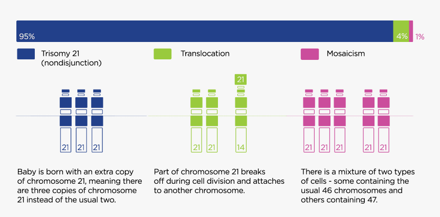 Three Different Types Of Down Syndrome, HD Png Download, Free Download