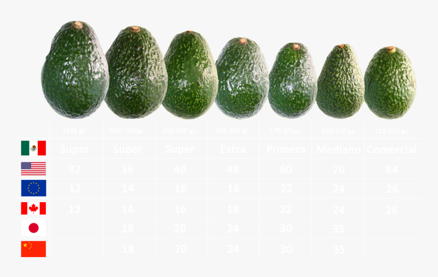 Calibres De Aguacate Hass, HD Png Download, Free Download