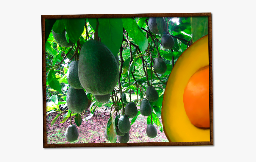 Aguacates Chahena - Mango, HD Png Download, Free Download