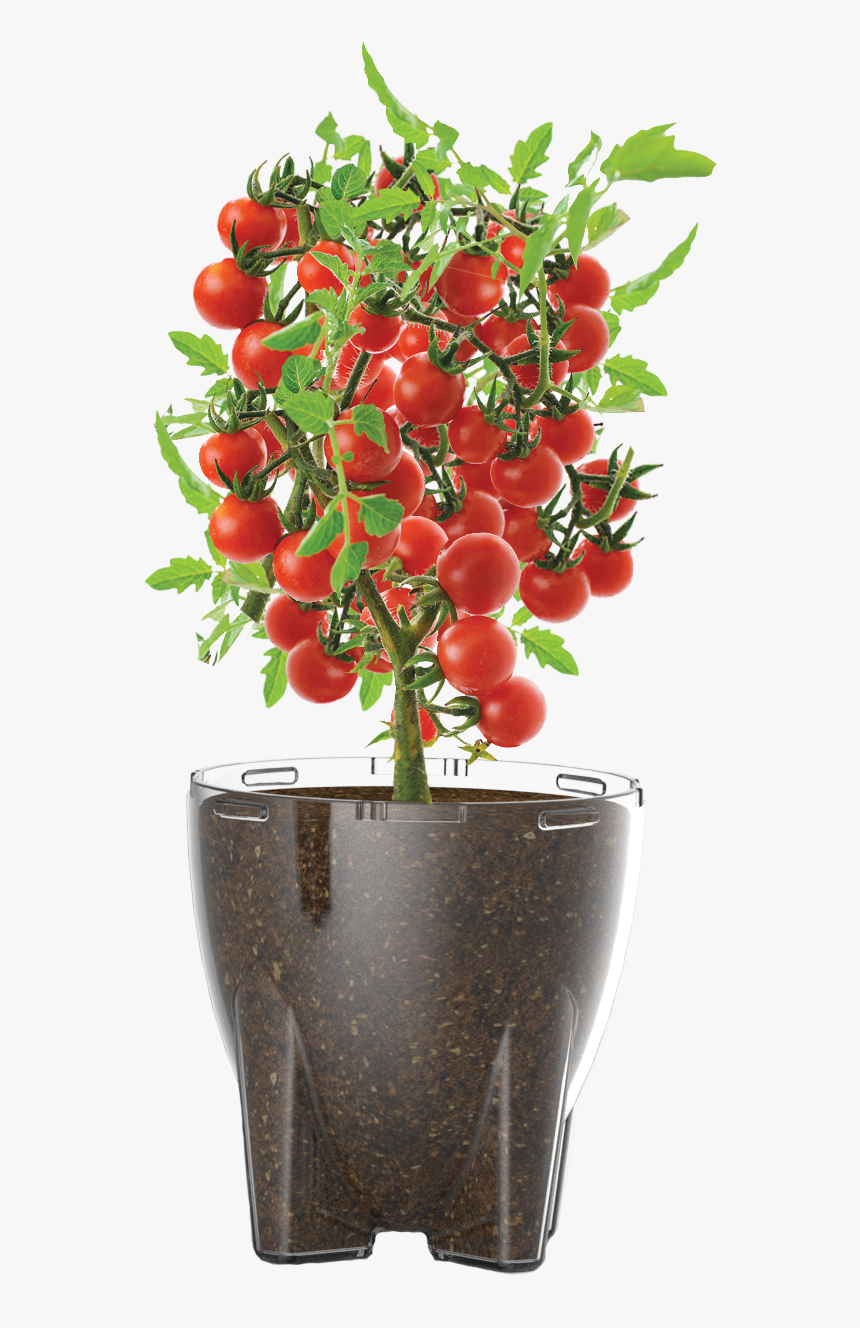 Plant De Tomate Png , Transparent Cartoons, Png Download, Free Download