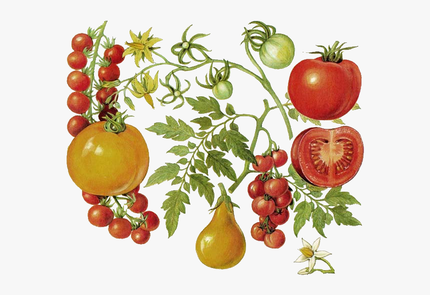 Tomate - Tomato Botanical Illustration, HD Png Download, Free Download