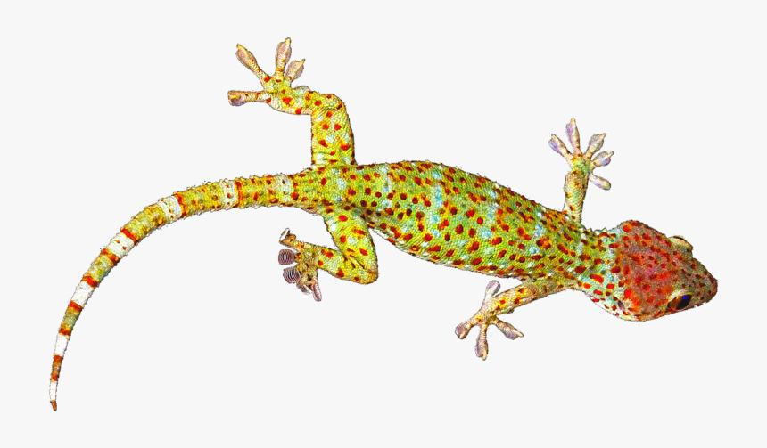 Geckos Transparent Images Png - Gecko Png, Png Download, Free Download