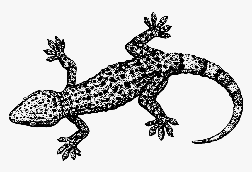 Gecko Clip Art, HD Png Download, Free Download