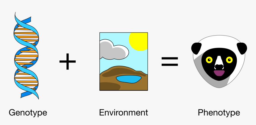 Genotype Plus Environment - Genetic And Environmental Variation, HD Png Download, Free Download