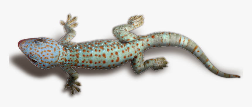 Download Geckos Transparent Png - Transparent Gecko Png, Png Download, Free Download