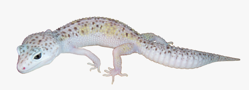 Funny - White And Yellow Mack Snow Leopard Gecko, HD Png Download, Free Download