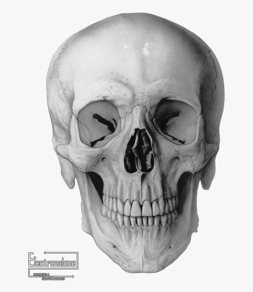 Clipart Skull Angle - Skull Illustration, HD Png Download, Free Download