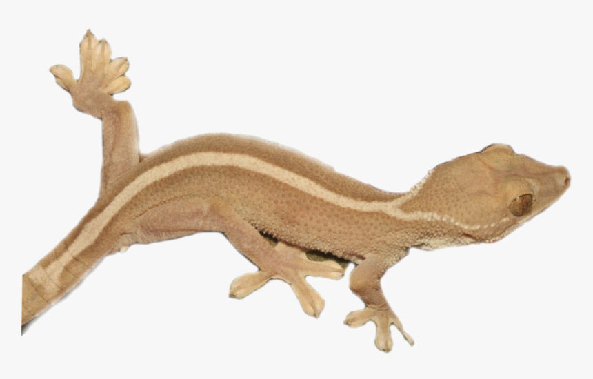 House Gecko, HD Png Download, Free Download