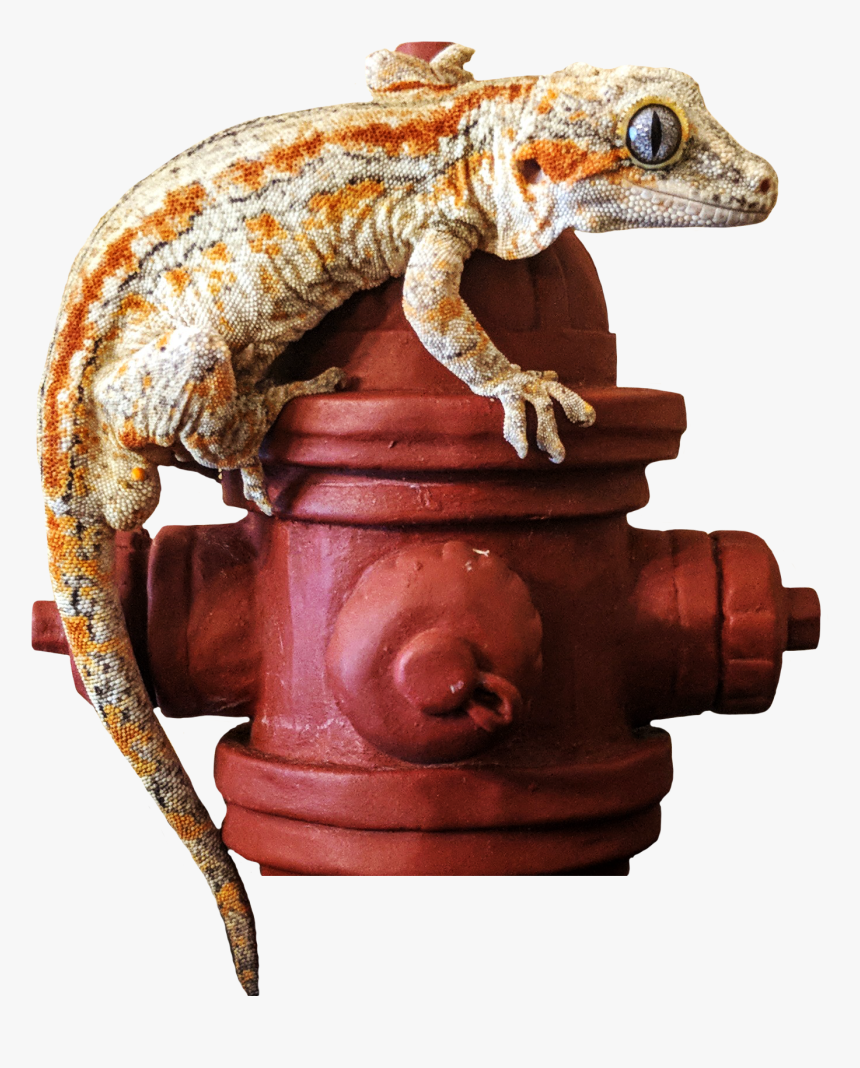 Dragon Lizard, HD Png Download, Free Download