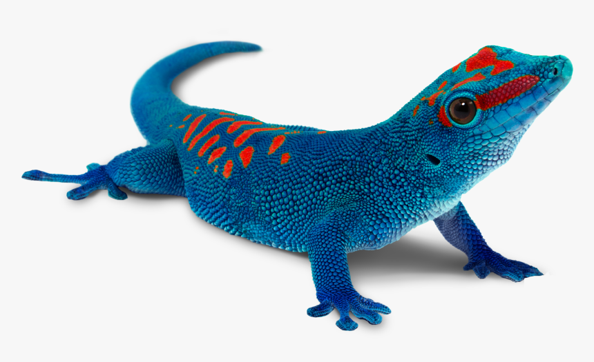 Blue Gecko Png, Transparent Png, Free Download