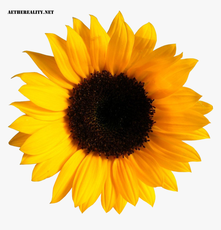 Common Sunflower Image Sticker Clip Art - Sunflower Png ...