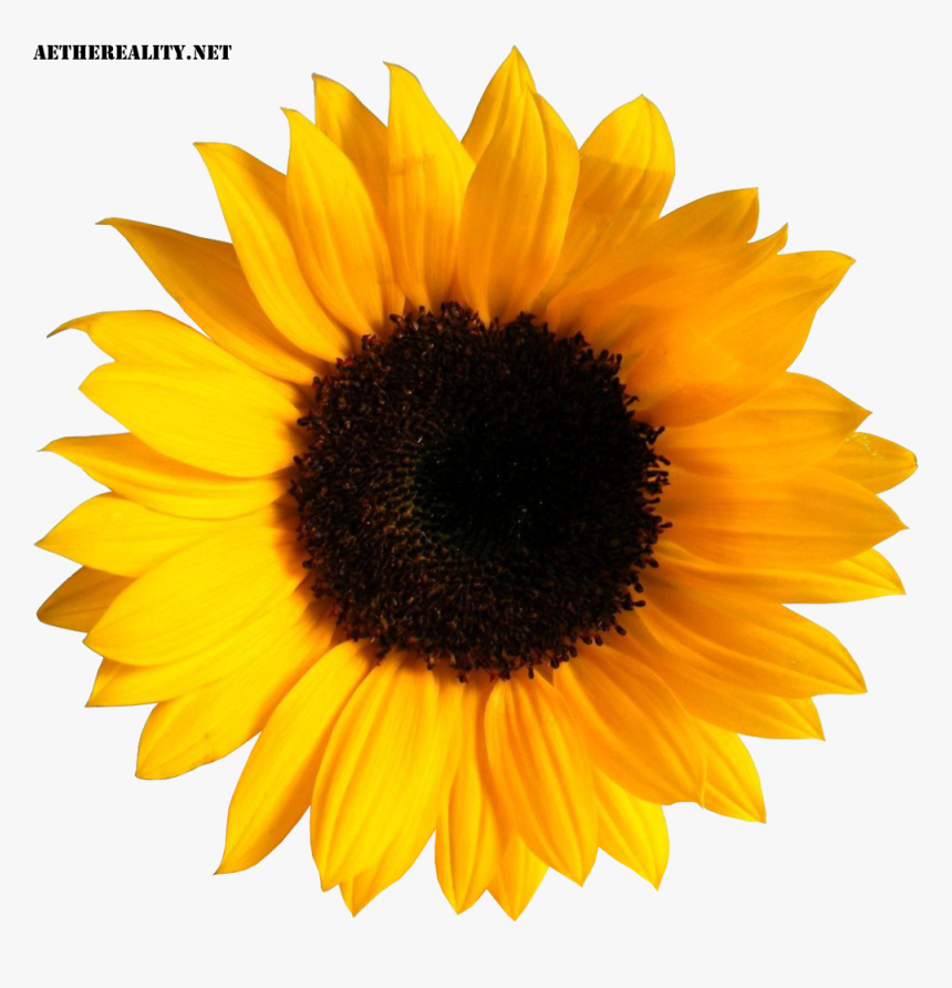 Common Sunflower Image Sticker Clip Art - Sunflower Png, Transparent Png, Free Download