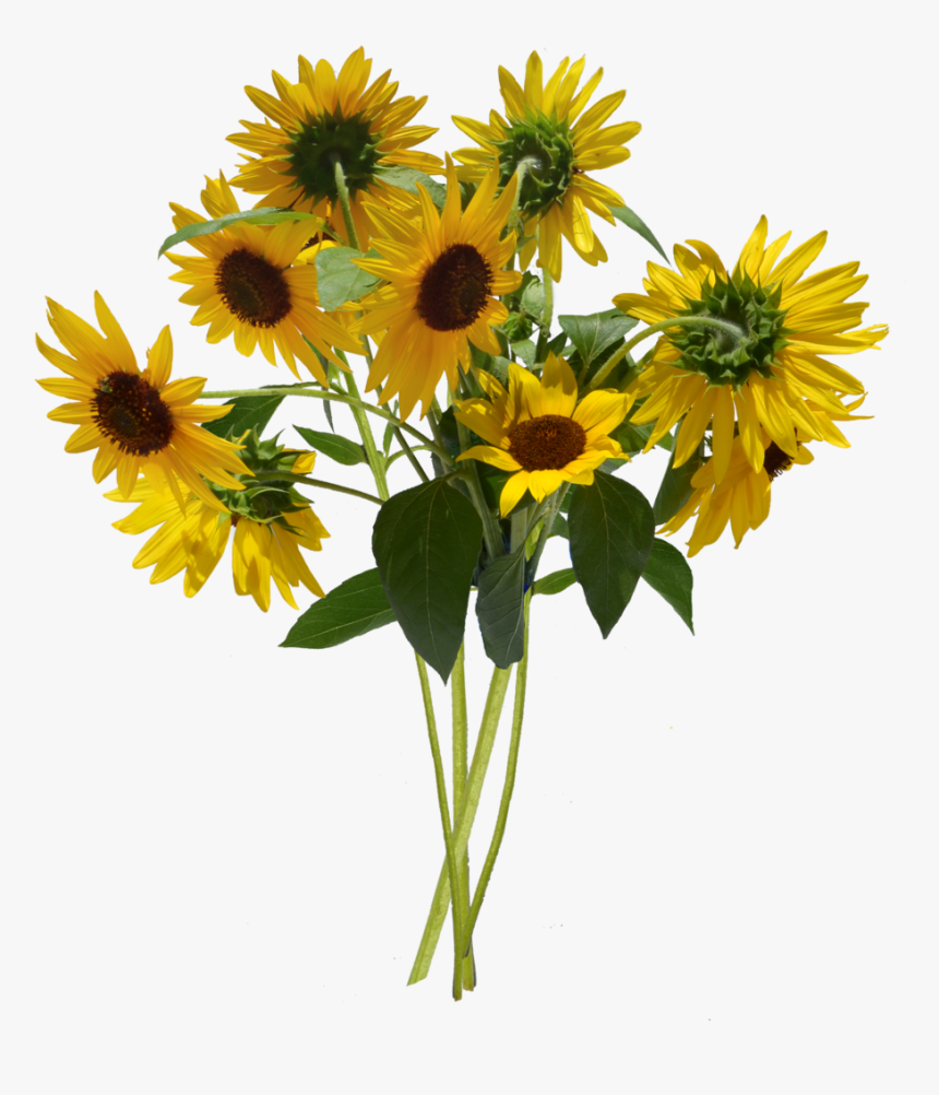 Sun Flower Bouquet Png, Transparent Png, Free Download