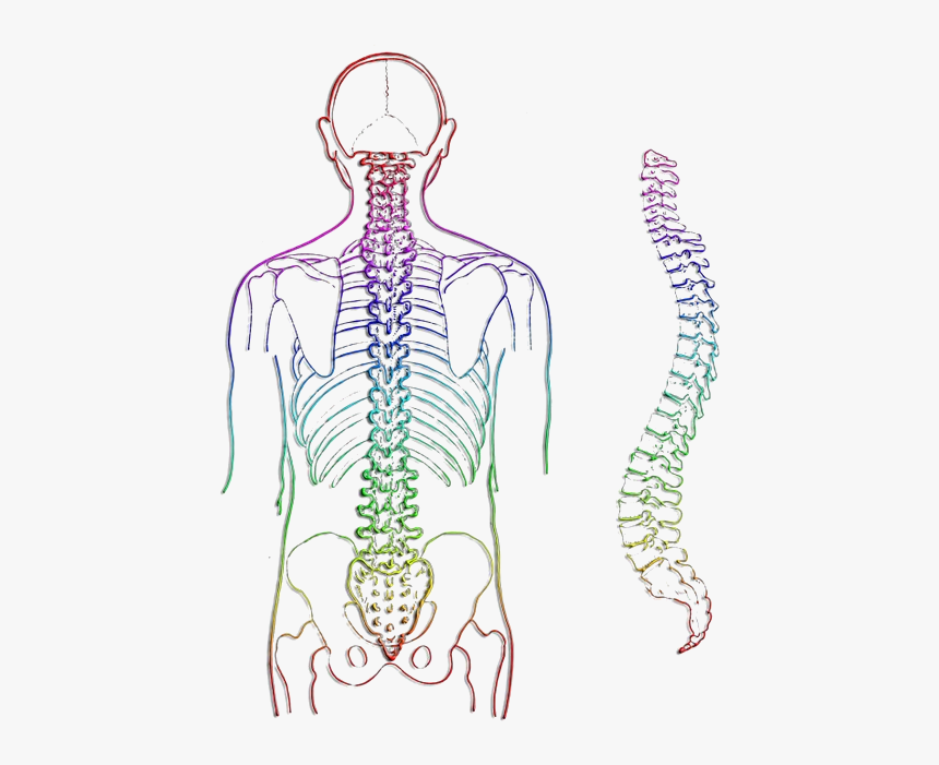 Spinal Cord In The Body, HD Png Download, Free Download