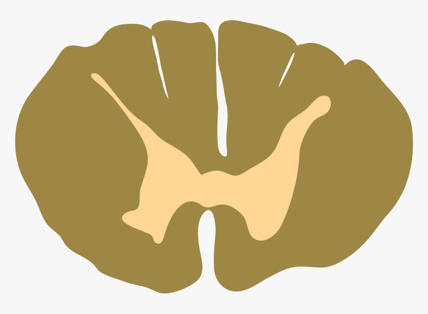 Spinal Cord , Png Download - Spinal Cord Cross Section Vector, Transparent Png, Free Download