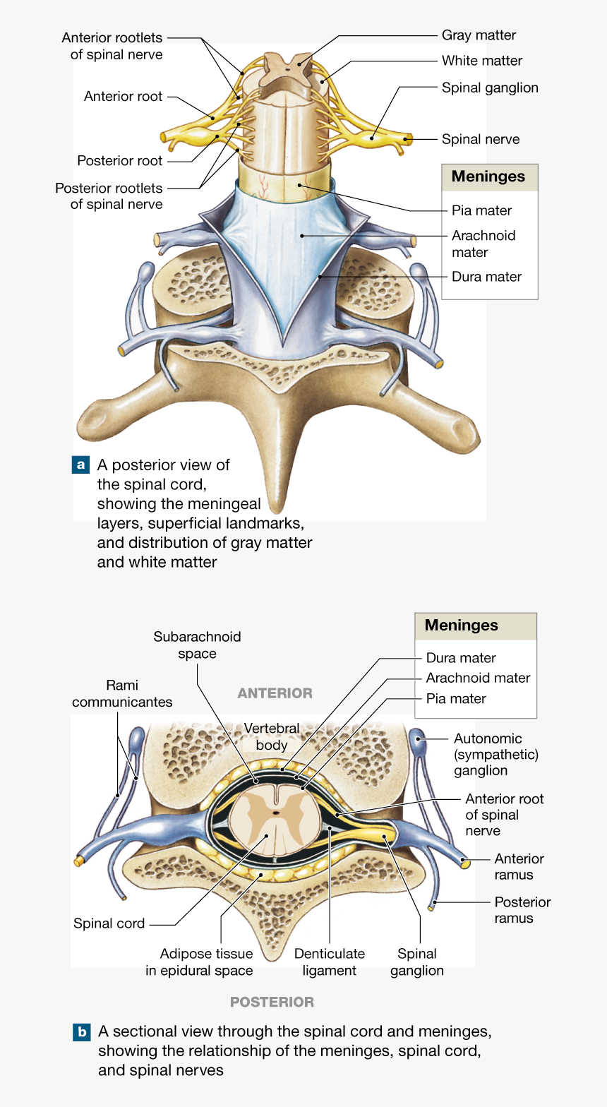 Identify The Spinal Nerve Roots And Meninges, HD Png Download, Free Download