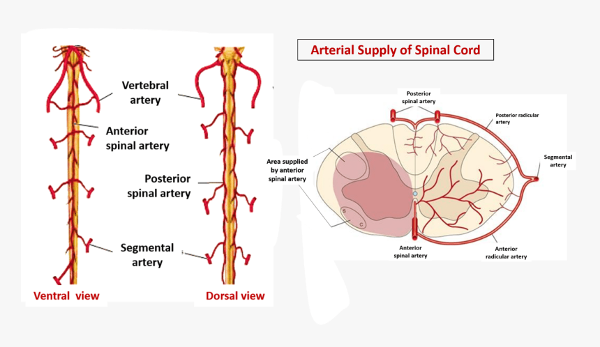 Describe The Arterial Supply Of Spinal Cord - Anterior Spinal Artery Dissection, HD Png Download, Free Download