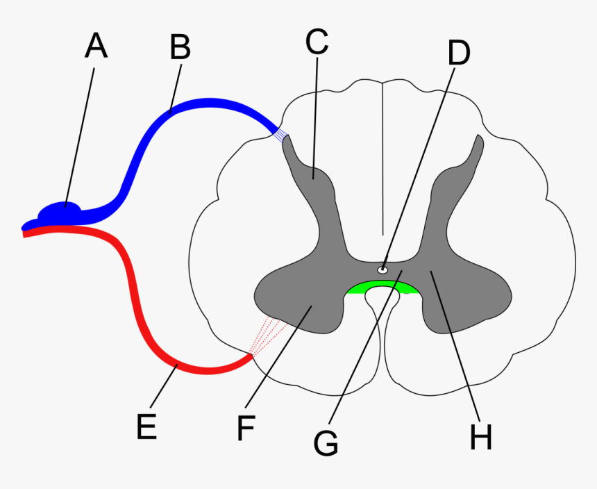 Spinal Cord Cross Section, Unlabelled - Anterior White Commissure, HD Png Download, Free Download