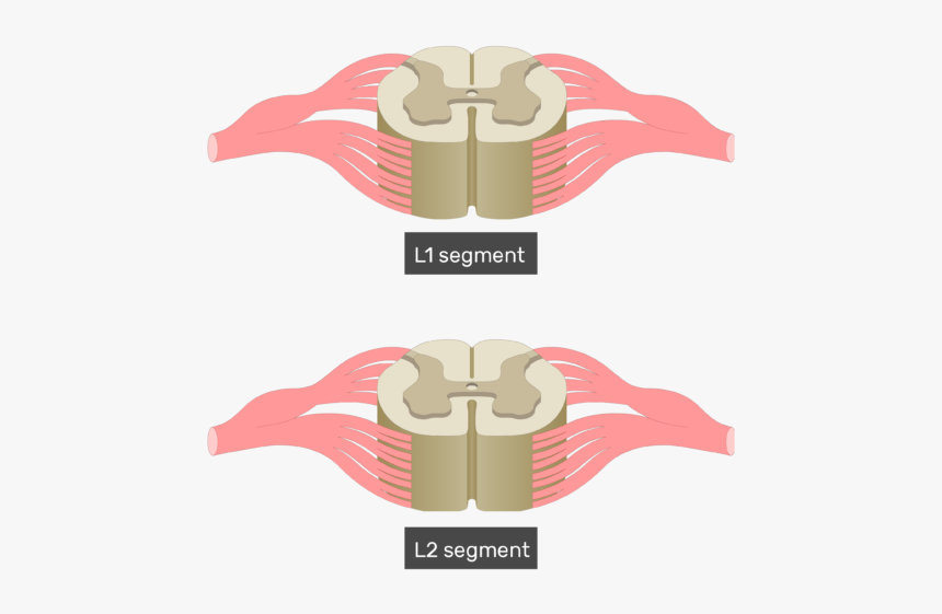 Cross Section Of The Spinal Cord Showing 2 Lumbar Segments, - Unlabeled Spinal Cord Cross Section, HD Png Download, Free Download