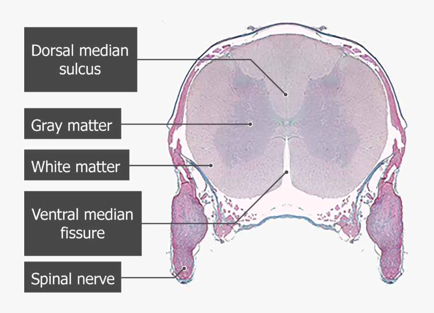 Microscope Image Of The Spinal Cord Segment Showing - Cross Section Spinal Column Microscope, HD Png Download, Free Download