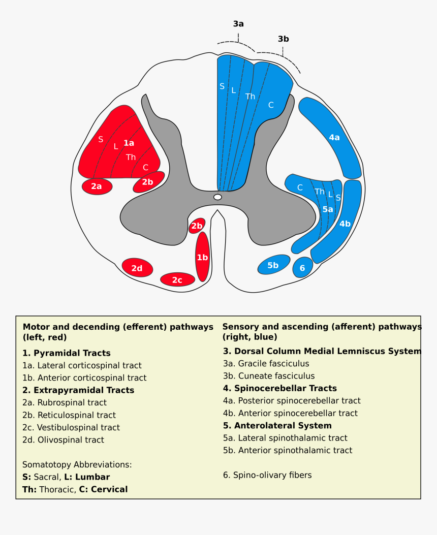 Transparent Spinal Cord Png - Spinal Cord Tracts, Png Download, Free Download