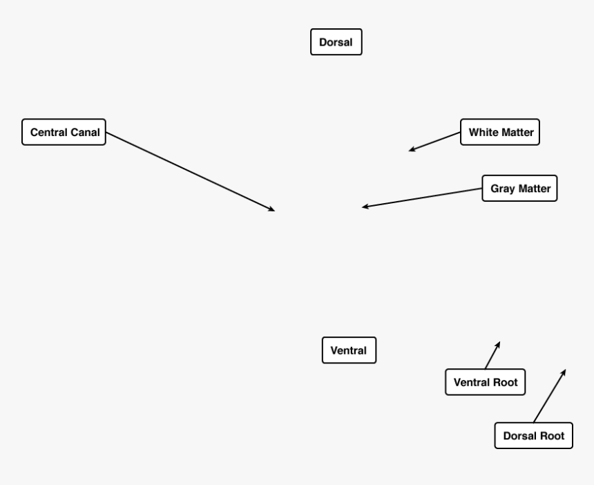 Diagram, HD Png Download, Free Download