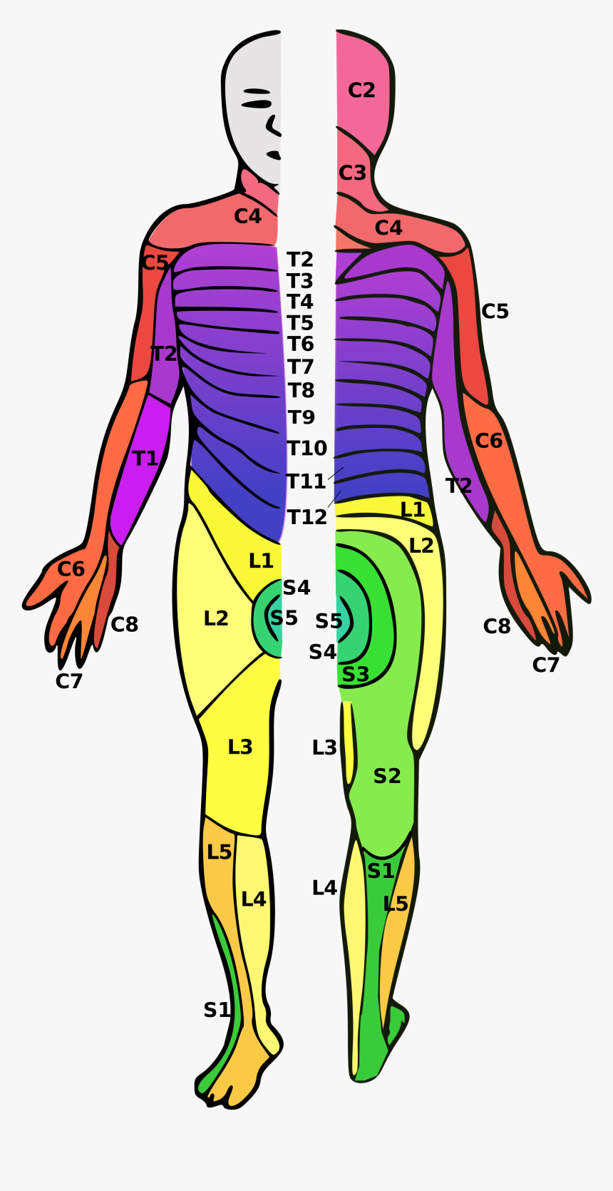 Transparent Nervous System Clipart - T5 Sensory Level, HD Png Download, Free Download