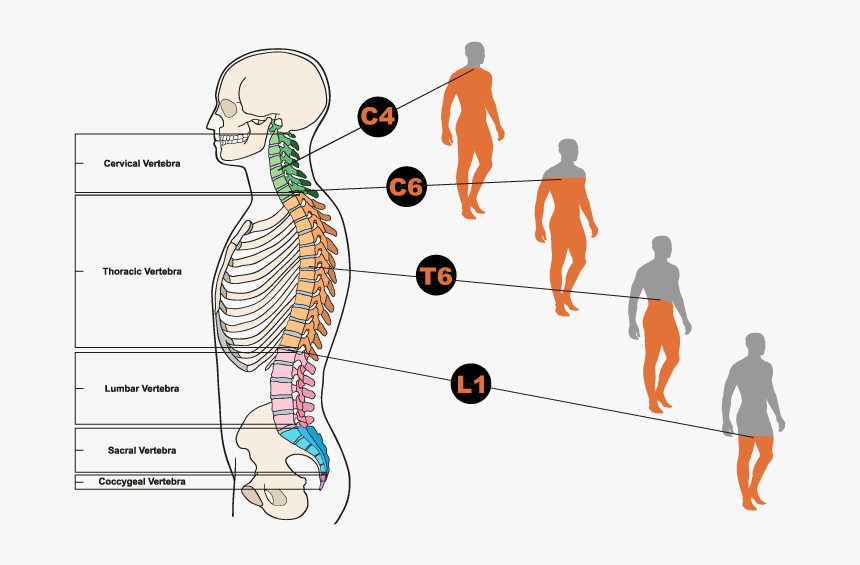 Illustration Of Back With Spine Shown In Red - Spinal Cord Images Download, HD Png Download, Free Download