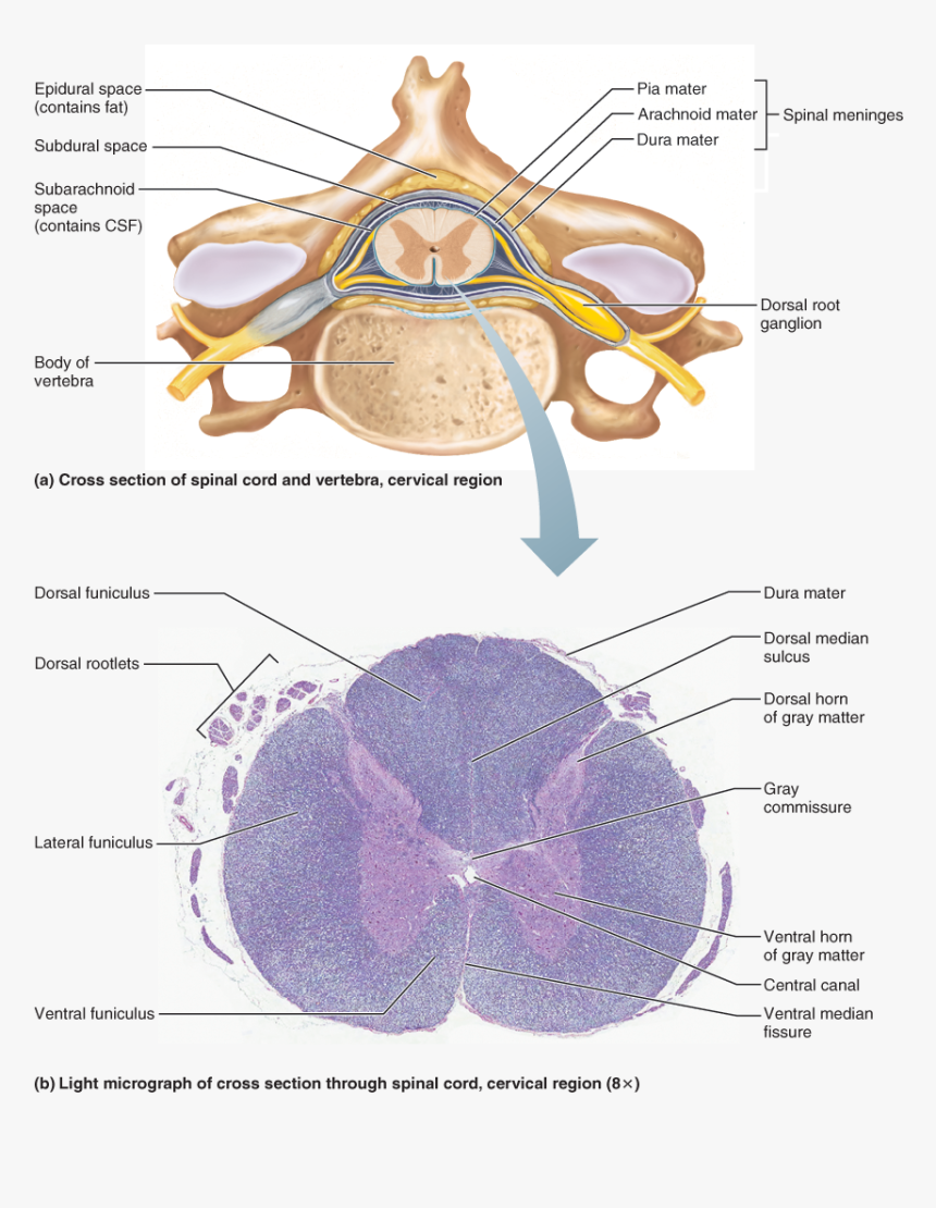 Spinal Cord Cervical Region Cross Section, HD Png Download, Free Download