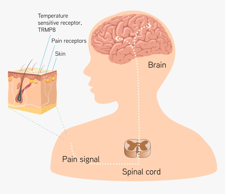 Diagram, HD Png Download, Free Download