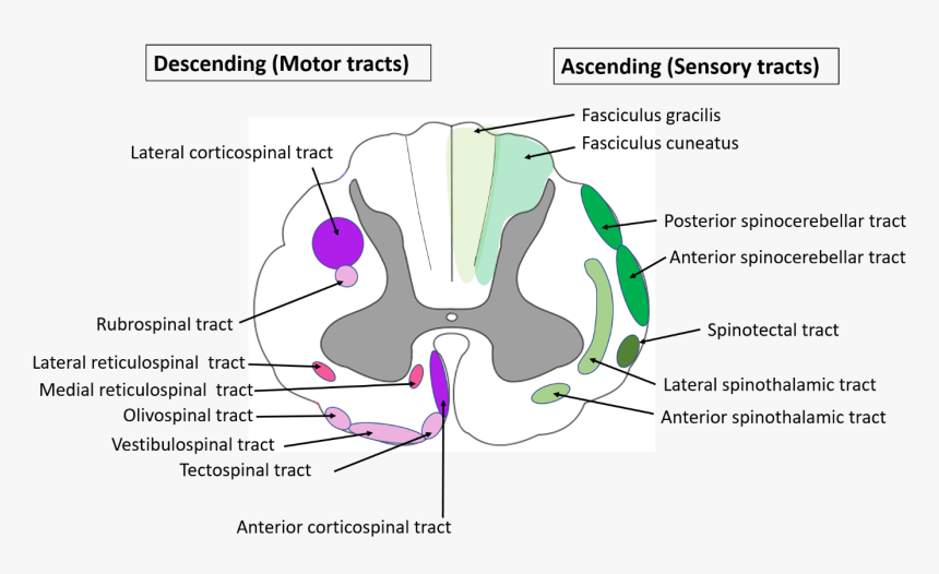 Spinal Cord Anatomy-location Of Ascending And Descending - Olivospinal Tracts, HD Png Download, Free Download