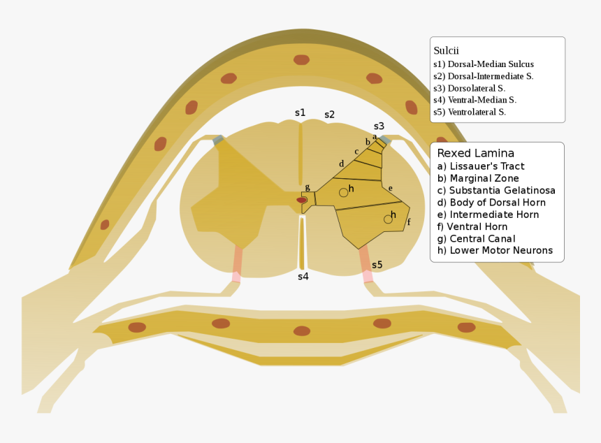 Anterolateral Sulcus Of Spinal Cord, HD Png Download, Free Download