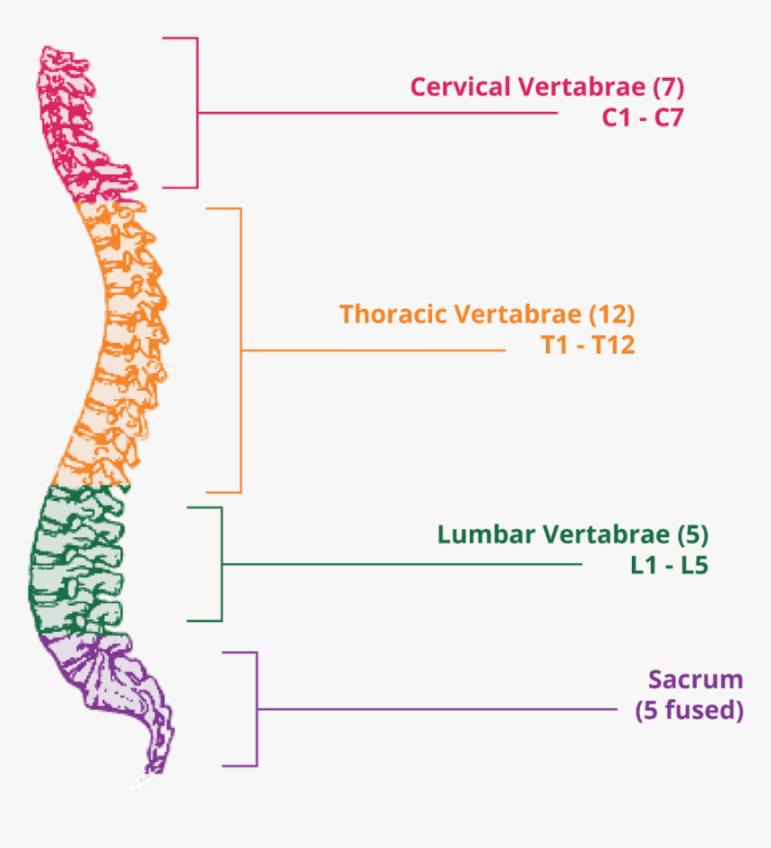 Vertebral Column, HD Png Download, Free Download