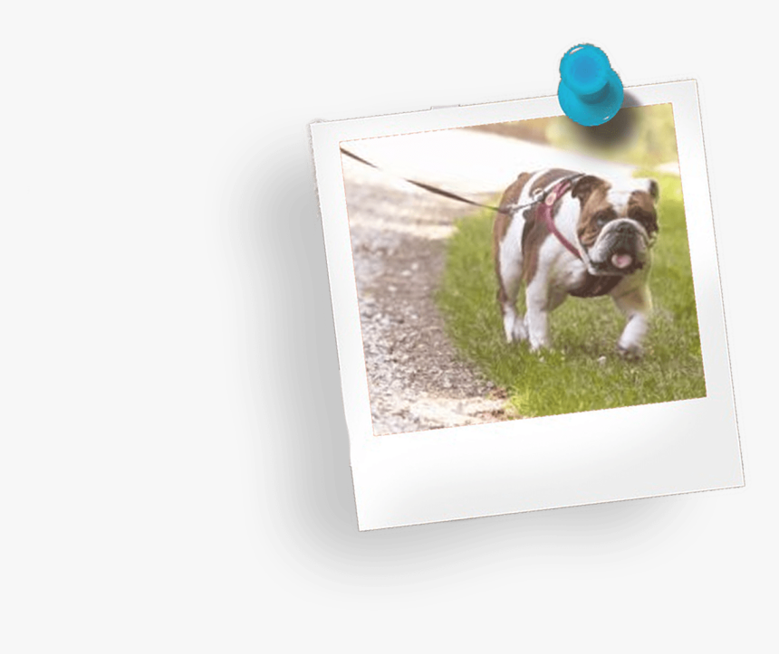 French Bulldog, HD Png Download, Free Download